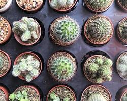 vue de dessus de plantes de cactus photo