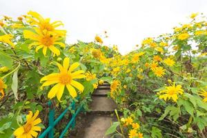 champ de fleurs jaunes photo