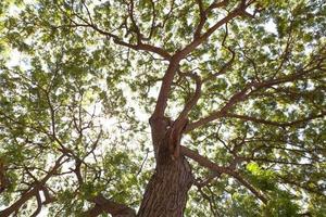 sous le grand arbre photo