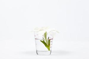 fleur dans un verre sur fond blanc