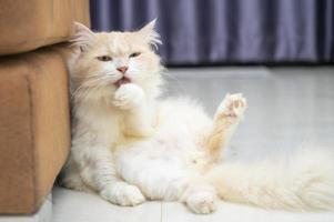 chat persan blanc et marron avec un joli visage. photo