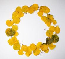 Couronne ronde de feuilles d'abricot séché jaune sur fond blanc photo