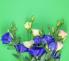 fleurs épanouies fraîches eustoma lisianthus photo