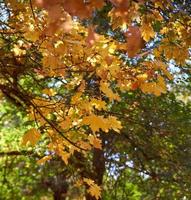 parc de la ville d'automne avec des arbres et des feuilles jaunes sèches photo