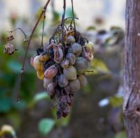 grappe de raisin avec des baies en décomposition de la maladie photo