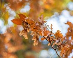 branche avec des feuilles jaunes d'érable photo