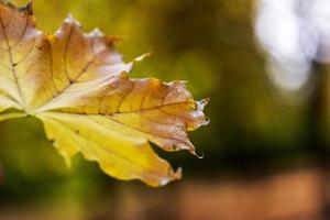 abstrait automne avec feuille d'érable jaune photo
