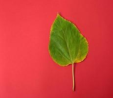 feuille verte d'un mûrier sur fond rouge photo