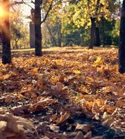 feuilles d'érable jaunes sèches sur le sol, mise au point sélective photo
