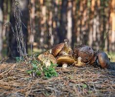 champignons forestiers frais suillus luteus à la lisière de la forêt photo