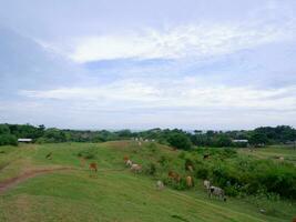 un groupe de vaches mangeant sur le pâturage vert, paysage verdoyant, champs verts, vaches au pâturage photo