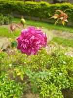 fleur rose avec des arbres photo