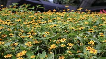 champ de plante de melampodium fleur jaune et feuilles vertes qui fleurissent dans le jardin. photo