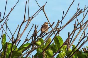 sao joao da barra, rj, brésil, 2022 - oiseau moqueur à sourcils crayeux, mimus saturninus, sur un arbre de la plage de grussai photo