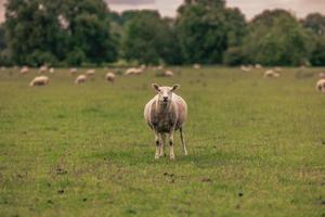 moutons à la campagne dans la vieille ville rurale de lacock, en angleterre. photo