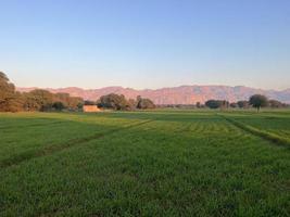 montagnes et arbres sur un terrain photo