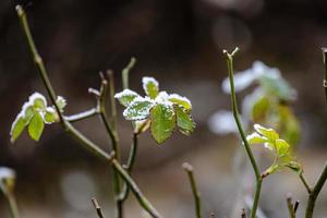 première neige sur les feuilles vertes des plantes photo