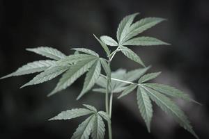 semis de cannabis, croissance d'arbres de marijuana, feuilles de cannabis d'une plante sur fond sombre, agriculture médicinale. photo