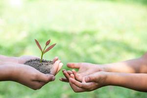 planter un arbre. concept de conservation des forêts, réduire le réchauffement climatique. journée mondiale de l'environnement photo