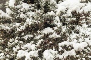 arbres dans la neige, paysages d'hiver photo