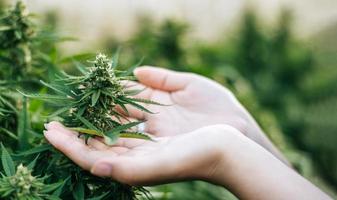 gros plan de la main d'une jeune femme dans un champ de chanvre vérifiant les plantes et les fleurs, l'agriculture. concept d'entreprise de cannabis et de médecine alternative. photo