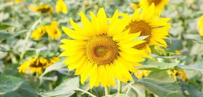 tournesols sur un champ photo