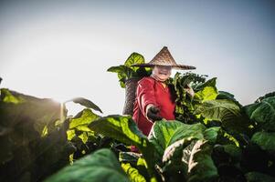 agricultrice travaillant l'agriculture dans les champs de tabac photo