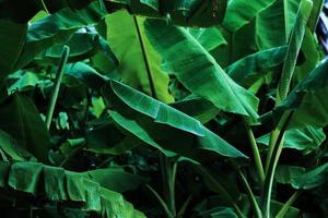 feuilles de bananier tropical photo