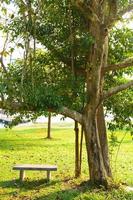 banc sous un arbre photo