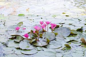 lotus dans un étang photo