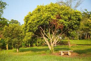 banc sous un arbre photo