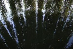 gros plan des branches de saule tombant sur l'eau concept photo