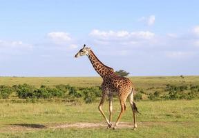 belle girafe dans la nature sauvage de l'afrique. photo