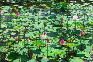 étang rempli de nénuphars ou de lotus photo