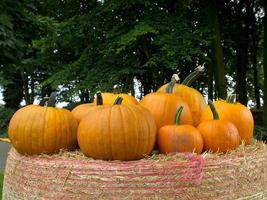 citrouilles en allemagne photo