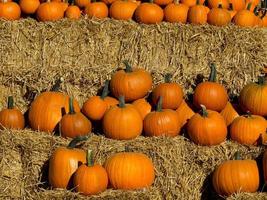 citrouilles en allemagne photo