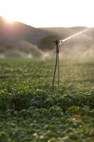 Arroseurs d'irrigation dans un champ de basilic au coucher du soleil
