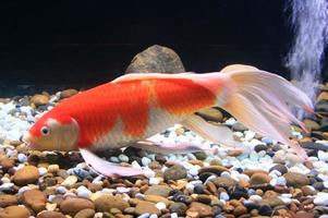 poisson orange et blanc photo