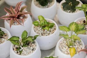 feuillage et plantes panachées dans le jardin de printemps photo