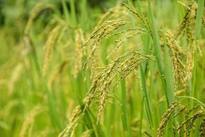 champ de riz au jasmin, gros plan de graines de riz jaune mûres et feuilles vertes photo