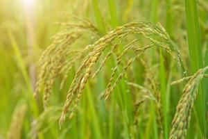 champ de riz au jasmin, gros plan de graines de riz jaune mûres et feuilles vertes photo