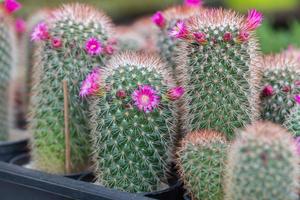 gros plan de plantes succulentes de cactus photo