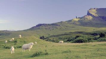 découvrez la beauté mystérieuse du brésil et de l'ecosse photo