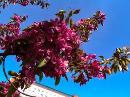 branche de printemps en fleurs de pommier photo