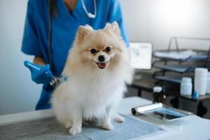 vet écoute pomeranian avec stetoscope dans une clinique vétérinaire photo