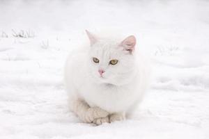 chat blanc sur un portrait de neige d'hiver photo