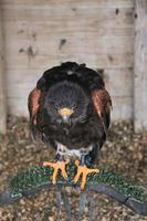 une vue d'un harris hawk photo