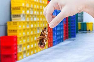 main tenant des cafards avec des conteneurs d'emballage de fruits empilés en plastique de caisse au supermarché, les perturbations ont été éliminées des insectes bâtiment, appartement, cafards porteurs de maladies photo