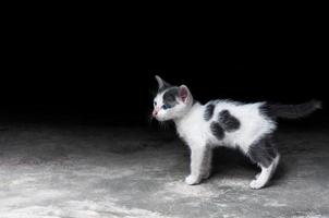 chaton avec de beaux yeux bleus, portrait d'animal, vacances relaxantes de chat espiègle photo