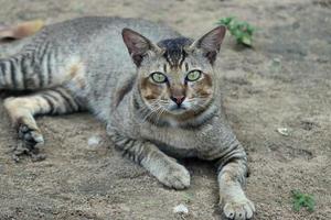 mammifères, chats à fourrure brune moelleuse et douce, animaux mignons et mignons photo